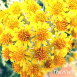 Bundle of Yellow Daisies Image