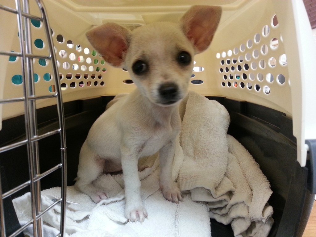 White Chihuahua Puppy 2 months