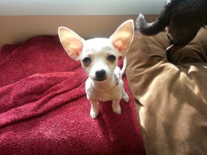 White Chihuahua Puppy 2 months old