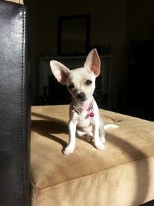 An image of a white chihuahua puppy
