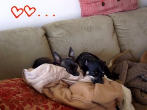 Two cute dogs cuddled up together