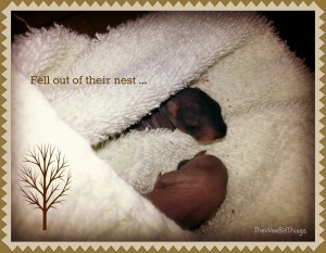 black baby squirrels wrapped in a blanket