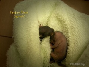 img of newborn black squirrels