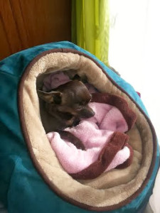 Chihuahua in Halo bed