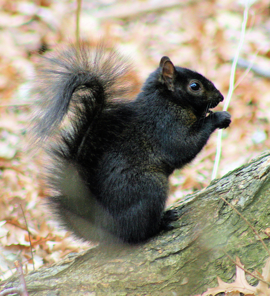 img of a very black squirrel