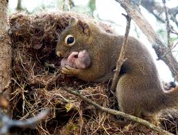 squirrel nest