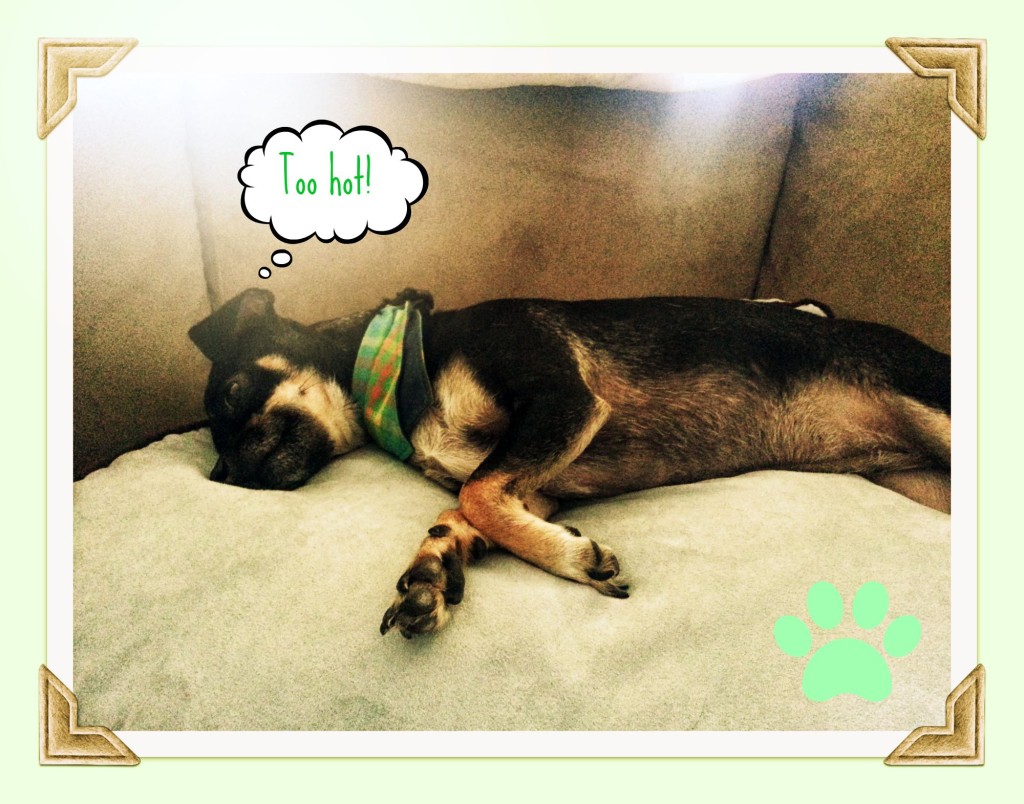 Rat Terrier Chihuahua Mix Sprawled on Couch